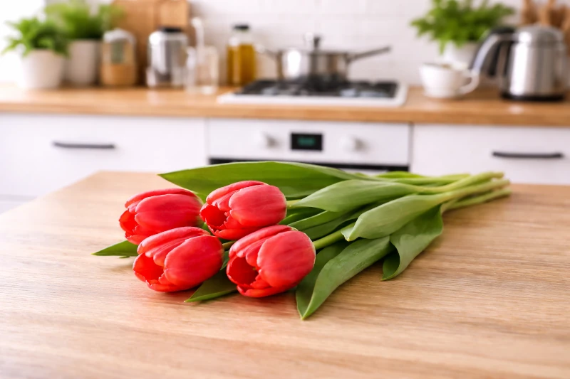 Nőnapi tulipán Lengyelországban