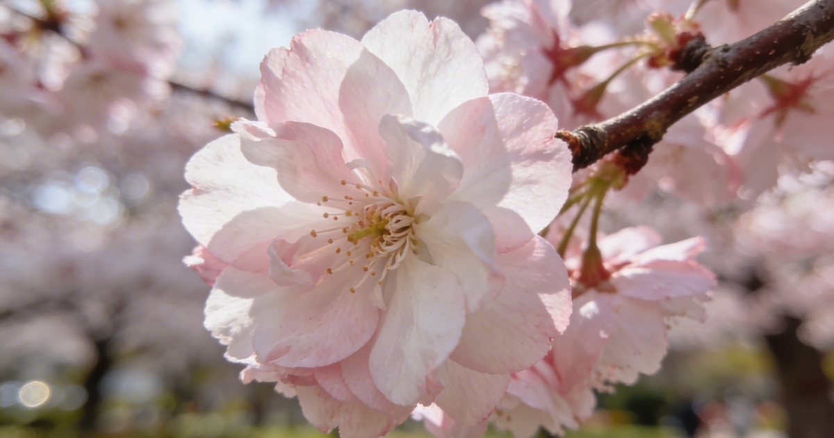 Rózsaszín tavaszi őrület: mitől ekkora ügy a japán cseresznyevirágzás?